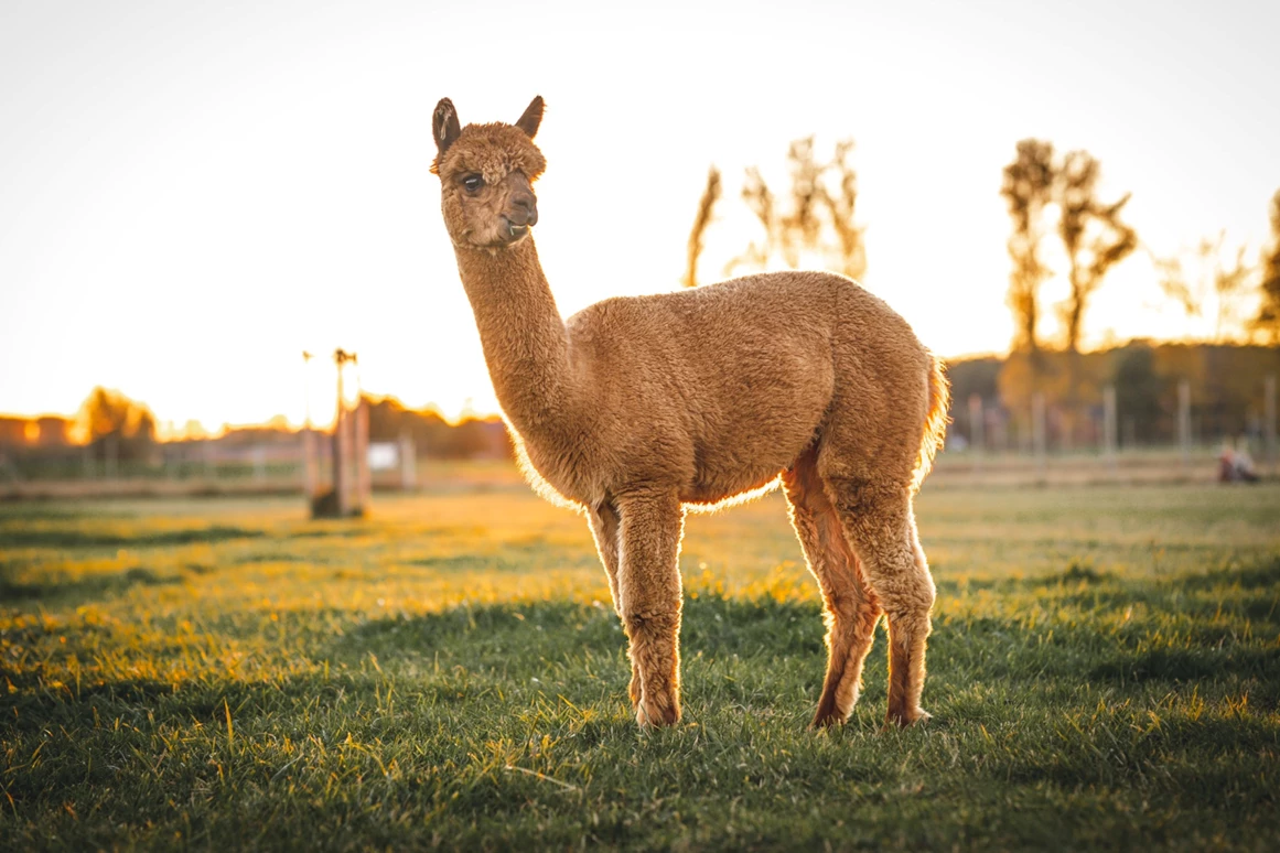 Ausflugsziel: Alpakawanderung