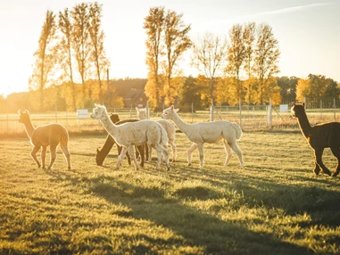 Ausflugsziel: Alpakawanderung