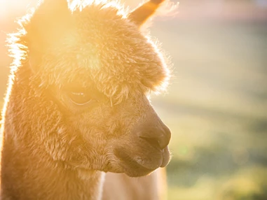 Ausflugsziel: Alpakawanderung