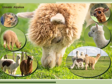Ausflugsziel: Alpaka-Wanderung