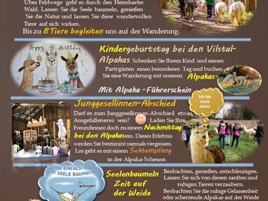 Ausflugsziel: Alpaka-Wanderung