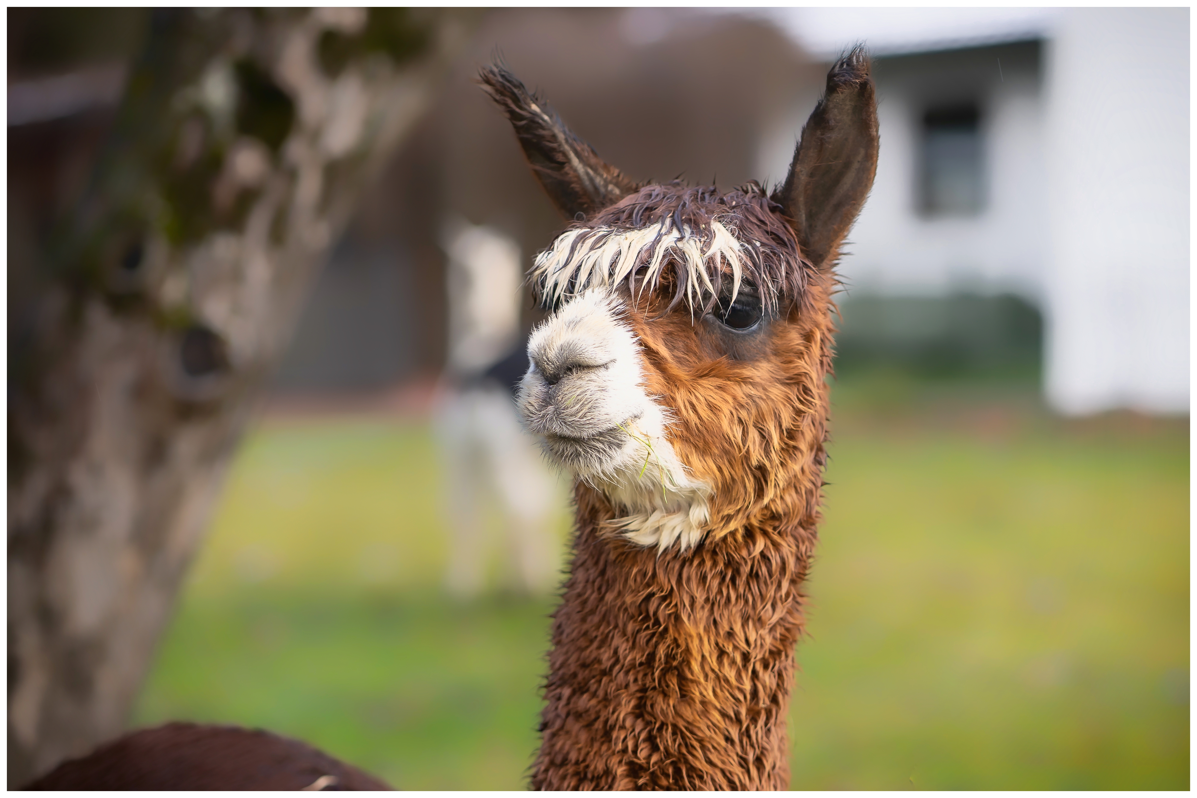 Ausflugsziel: Alpaka-Wanderung