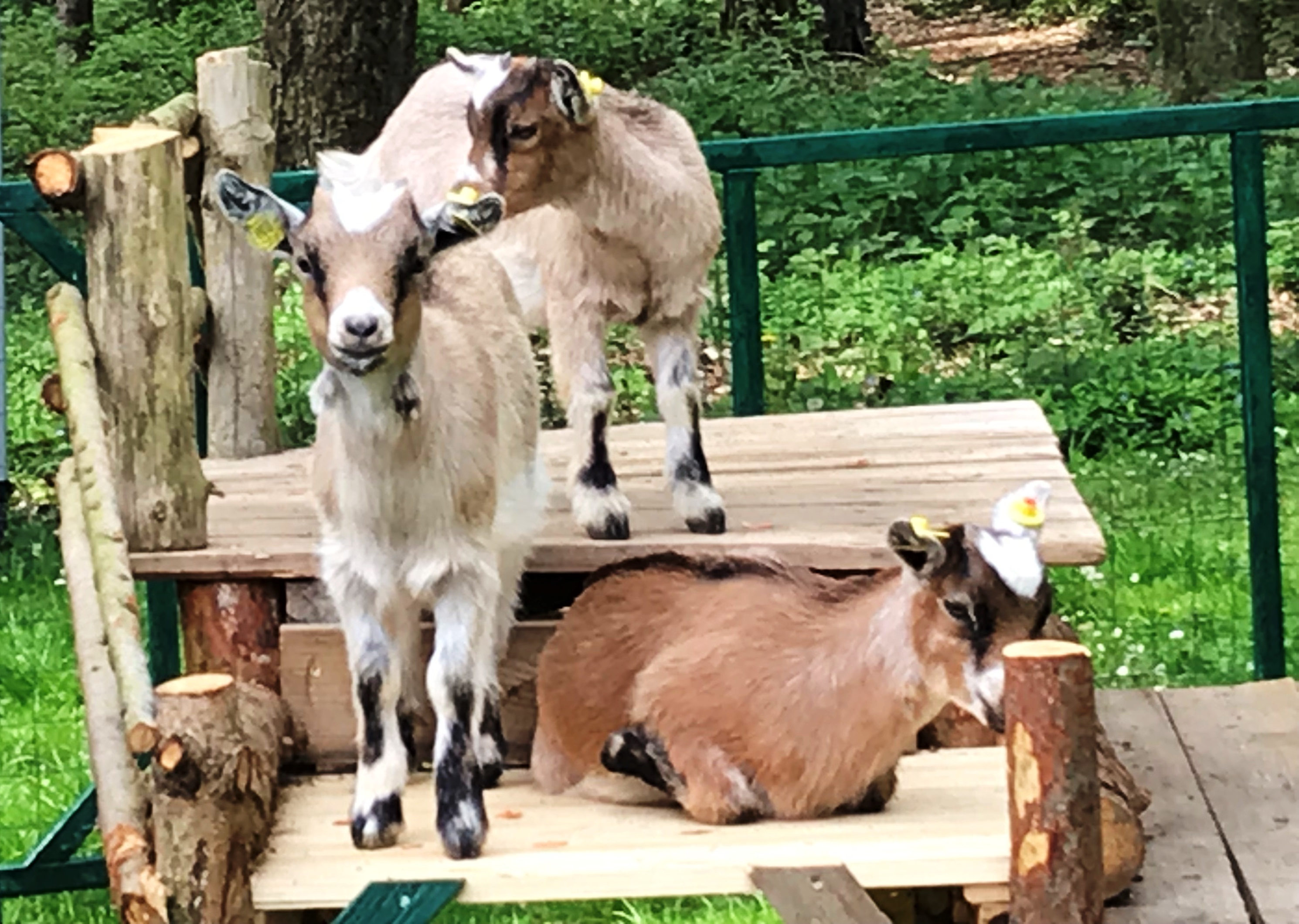 Ausflugsziel: Alpaka-Wanderung