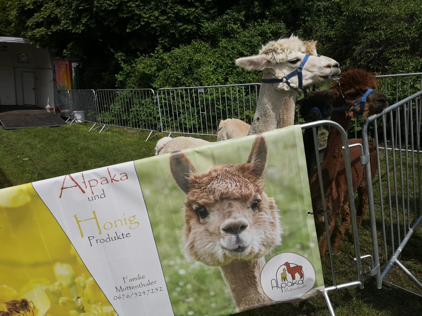 Ausflugsziel: Das Pfingstrosen-Fest