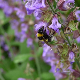 Ausflugsziel: Wie gestalte ich meinen Garten insektenfreundlich?
