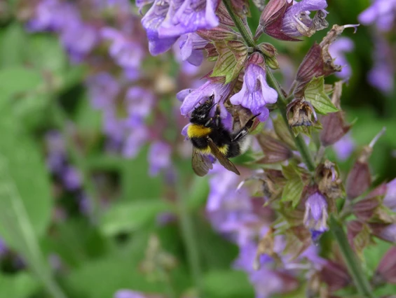 Ausflugsziel: Wie gestalte ich meinen Garten insektenfreundlich?