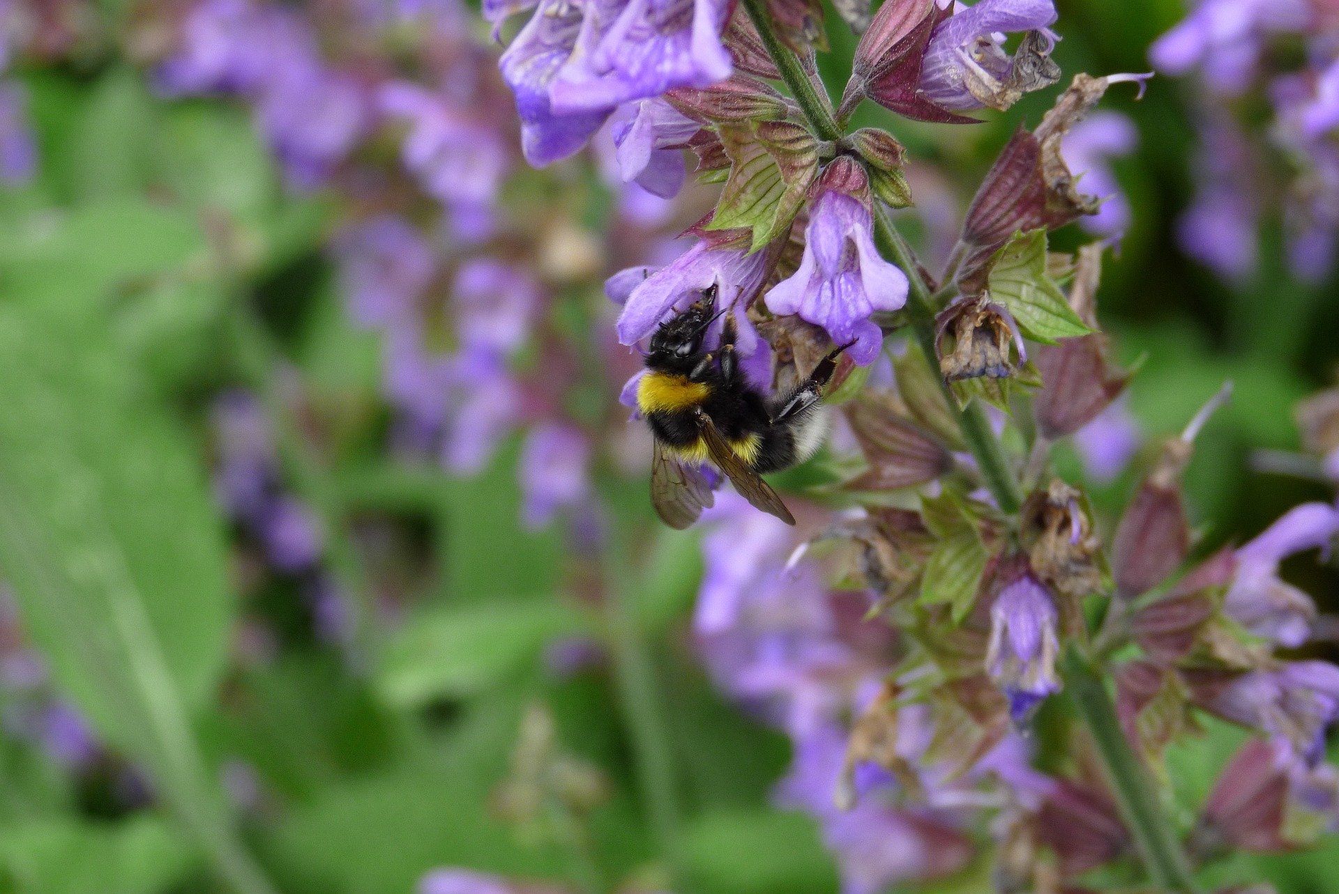 Trip with children - Tschiertschen - Wie gestalte ich meinen Garten insektenfreundlich?