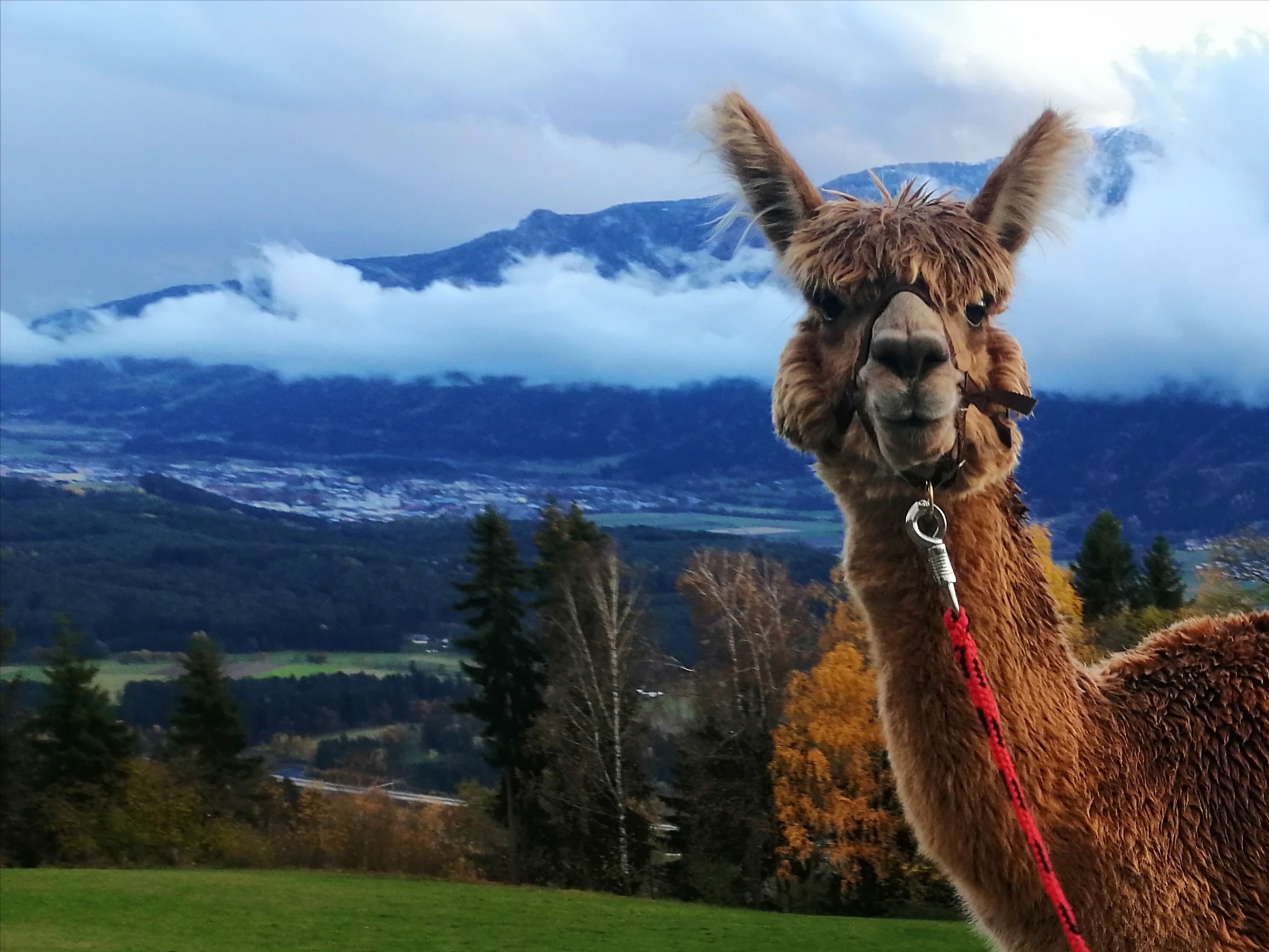 Ausflugsziel: Alpakawanderung mit Ostereiersuche 