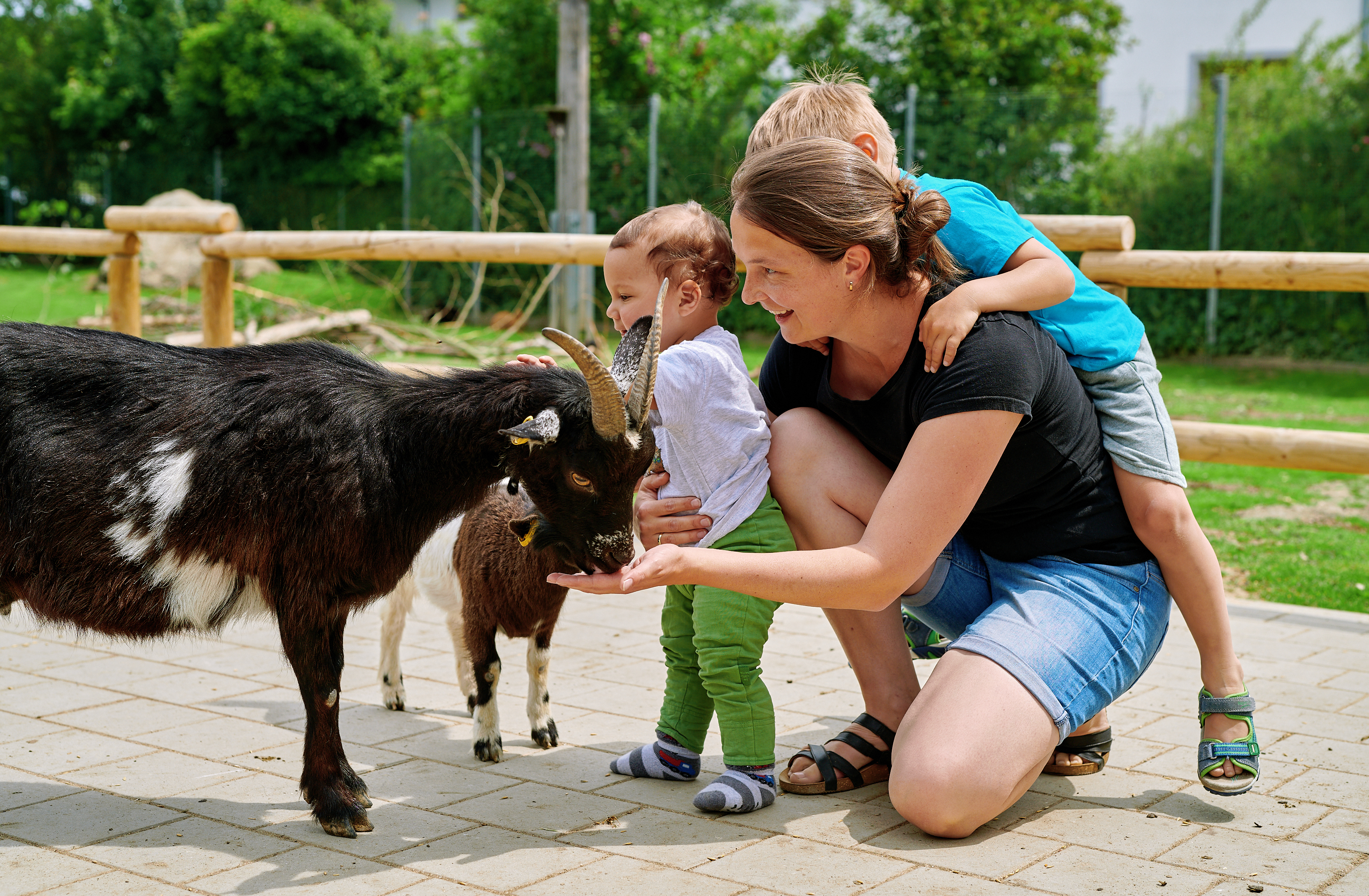 Ausflugsziel: Wildfreizeitpark Oberreith