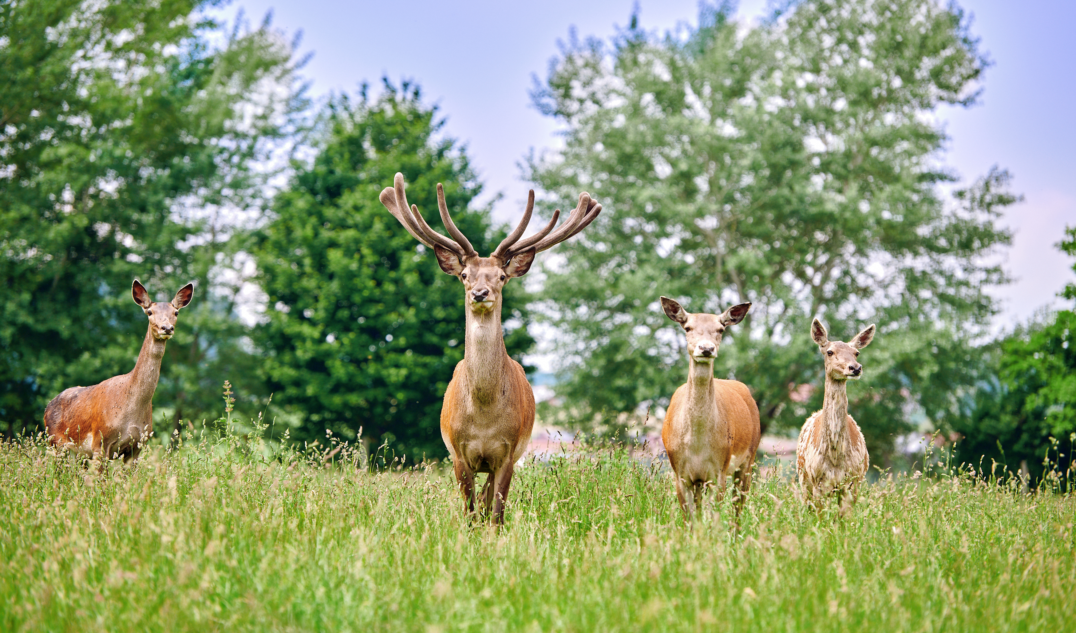 Ausflugsziel: Wildfreizeitpark Oberreith
