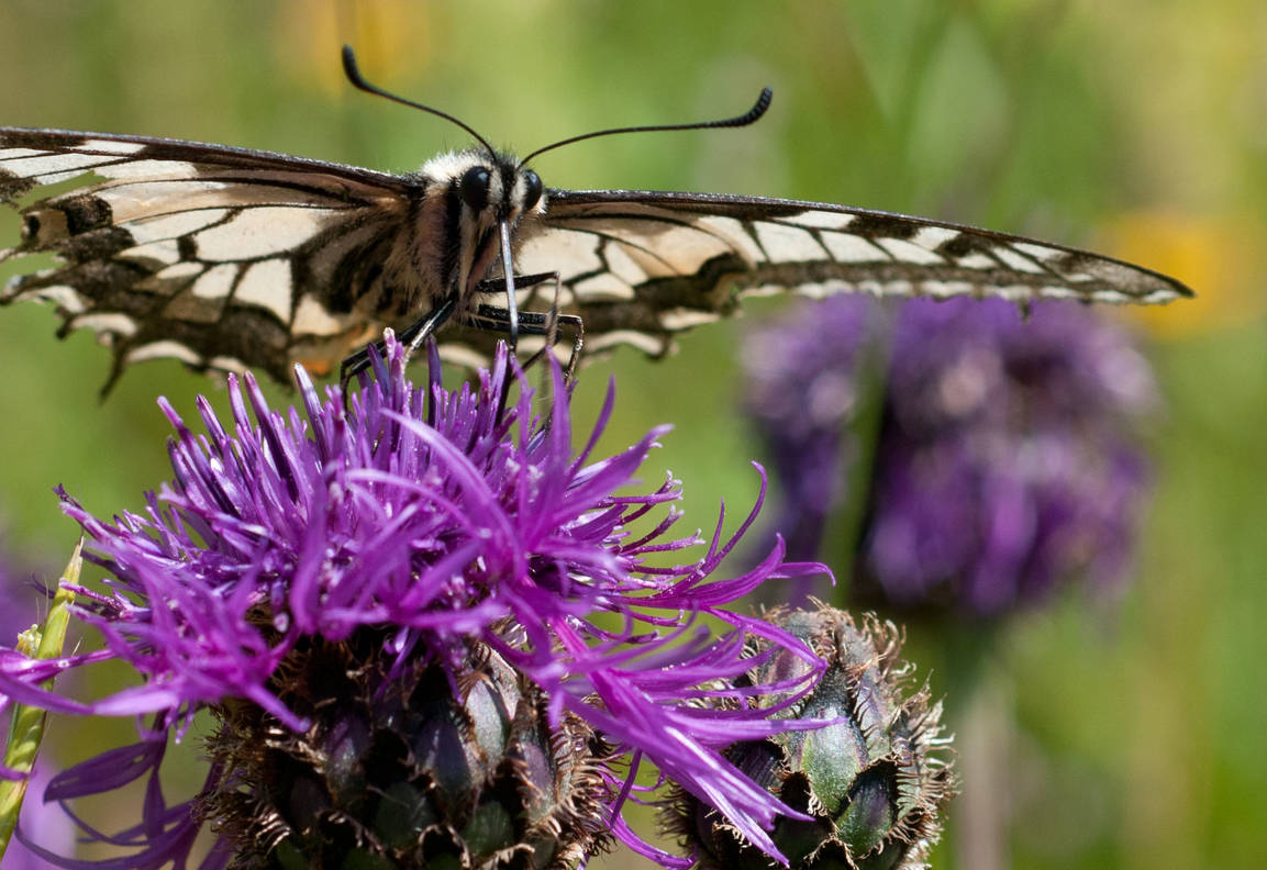 Reis met kinderen - Zwitserland - Exkursion zum Setzlingsmarkt