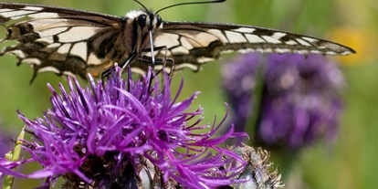 Ausflug mit Kindern - Bad Ragaz (Pfäfers) - Wie gestalte ich meinen Garten insektenfreundlich?
