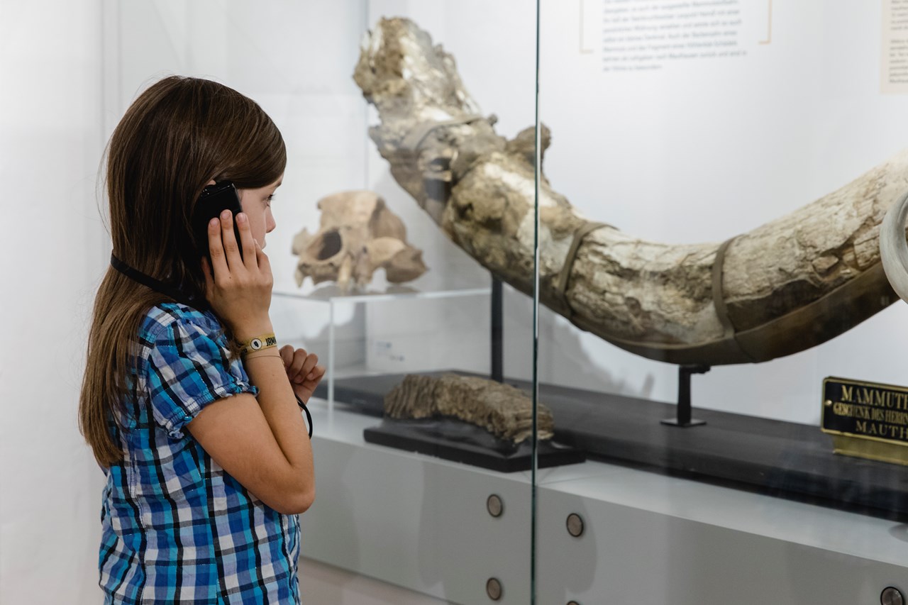 Heimatmuseum Mauthausen Highlights beim Ausflugsziel Original Mammut-Stoßzahn