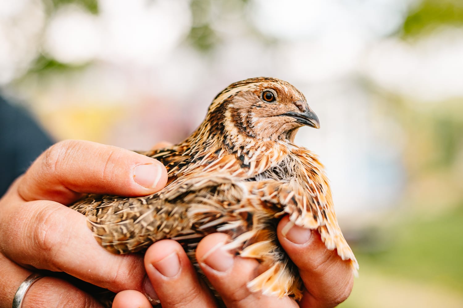 Ausflugsziel: Vielfalt Farm