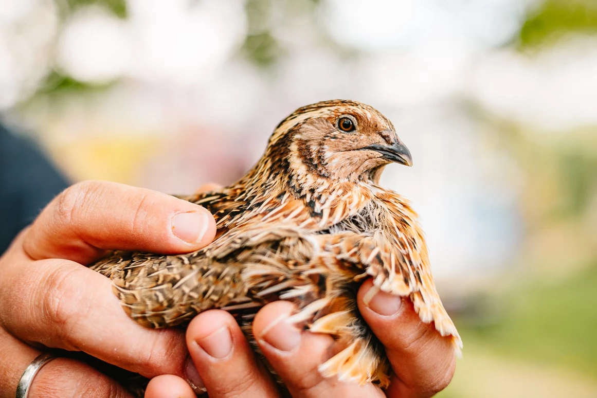 Ausflugsziel: Vielfalt Farm