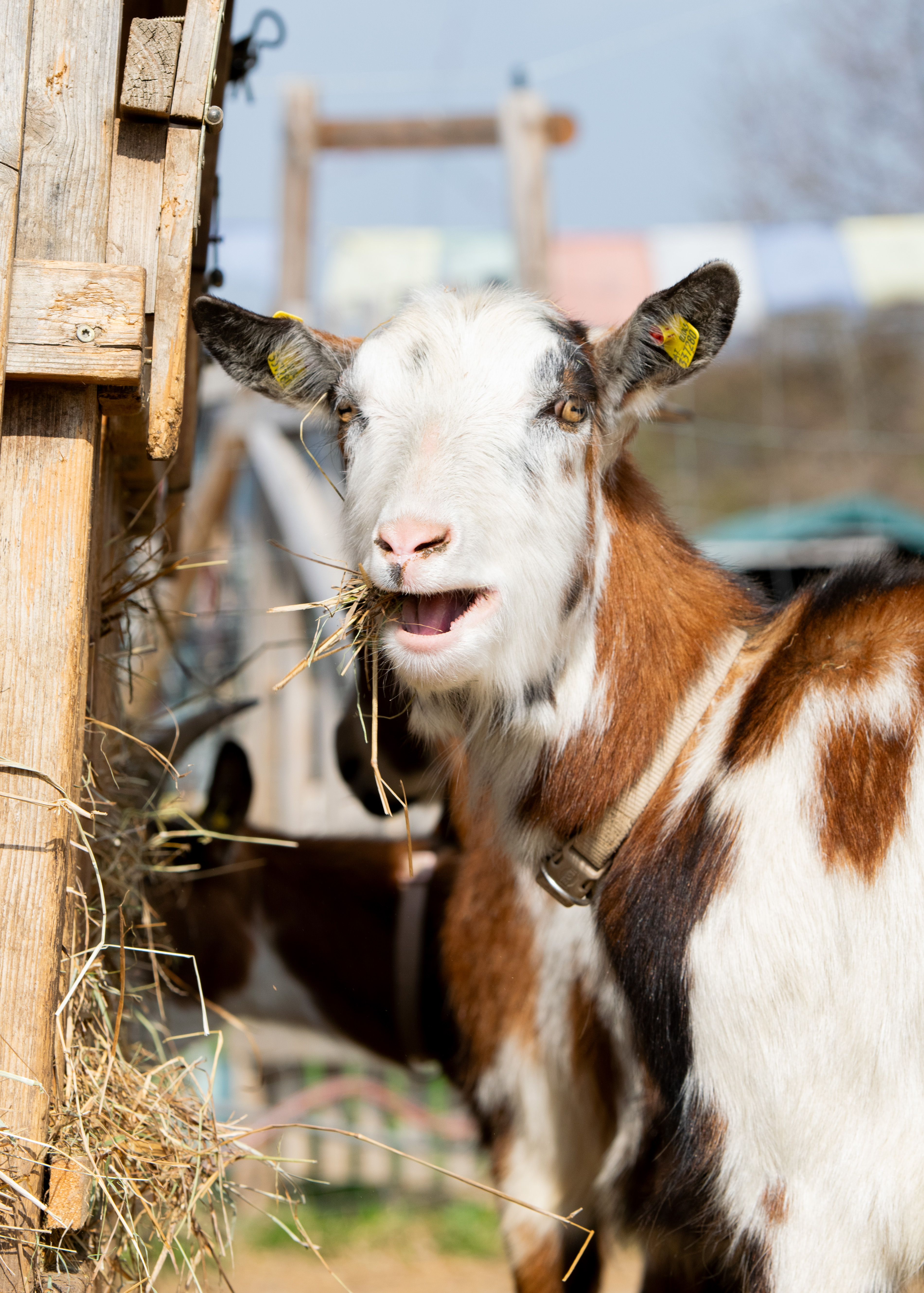 Ausflugsziel: Vielfalt Farm