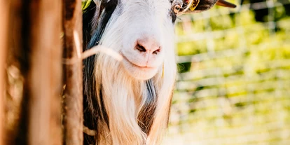 Viaggio con bambini - Felixdorf - Vielfalt Farm