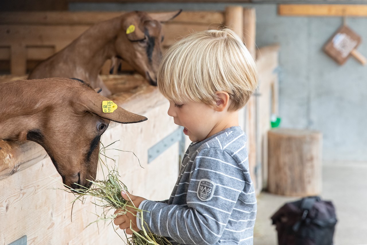 Erlebnissennerei Zillertal Highlights beim Ausflugsziel Ziegen-Kindergarten