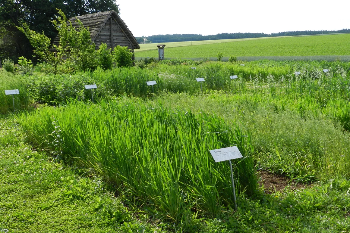 Ausflugsziel: Vorgeschichtlicher Garten im Geschichtsdorf Landersdorf - Fundreich Thalmässing – Archäologisches Museum