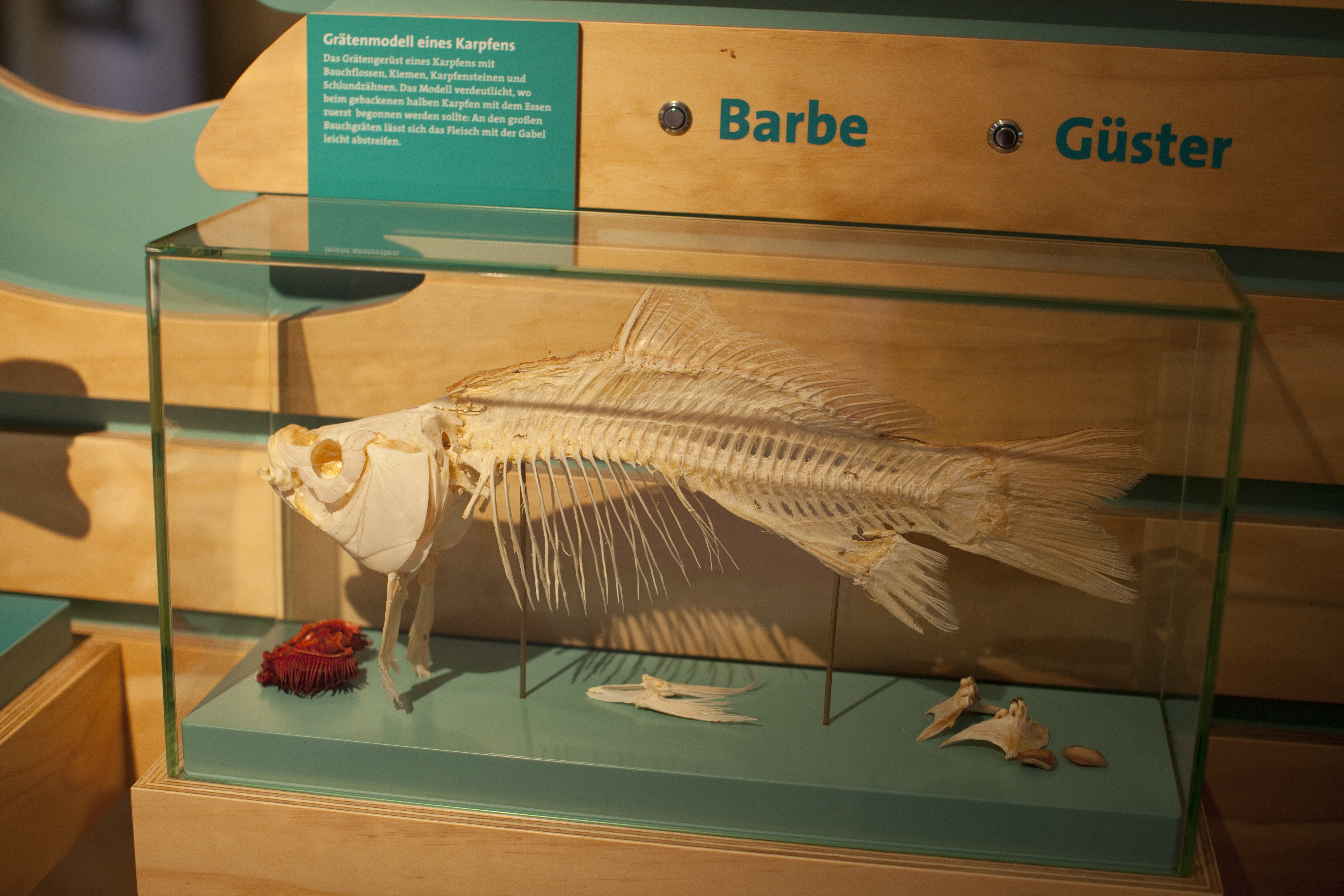 Ausflugsziel: Museen im Alten Schloss - Aischgründer Karpfenmuseum