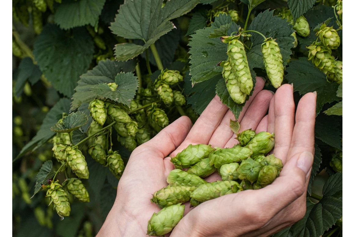 Ausflugsziel: Symbolbild für Ausflugsziel Deutsches Hopfenmuseum. Keine korrekte oder ähnliche Darstellung! - Deutsches Hopfenmuseum