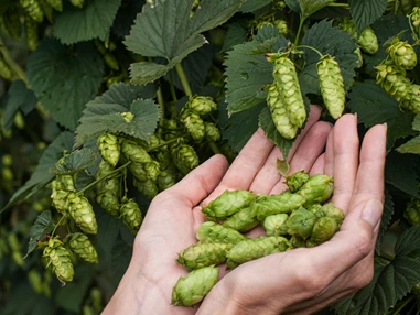 Ausflugsziel: Deutsches Hopfenmuseum