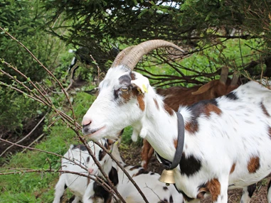 Ausflugsziel: Tauernziegen am Tiererlebnispfad - Tiererlebnispfad Brandnertal