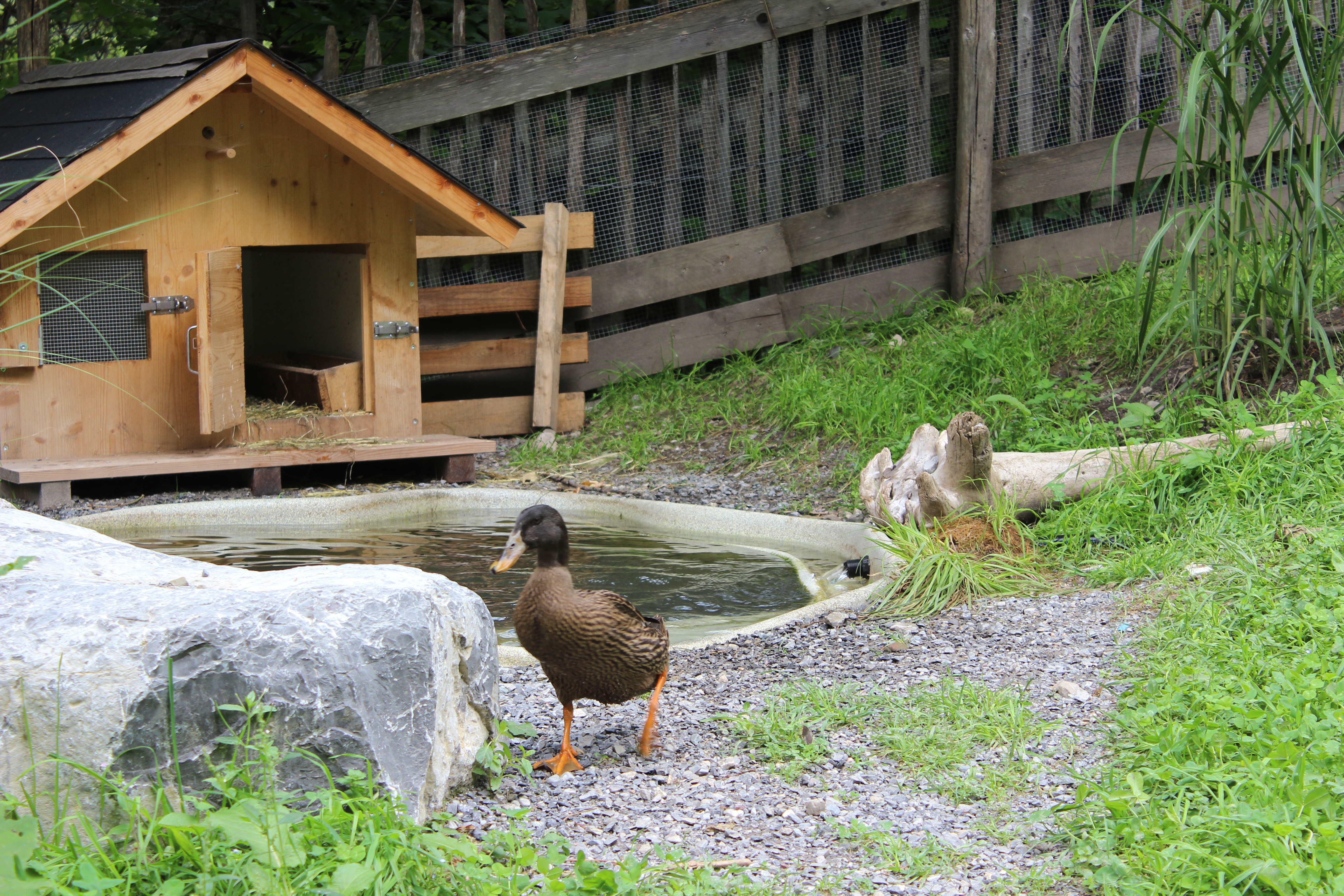Viaggio con bambini - Alter der Kinder: 1 bis 2 Jahre - Tiererlebnispfad Brandnertal