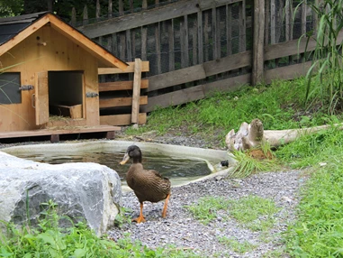 Ausflugsziel: Tiererlebnispfad Brandnertal