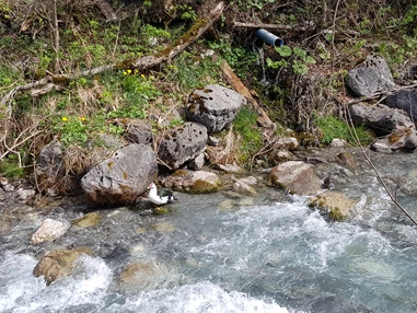 Ausflugsziel: Tiererlebnispfad Brandnertal