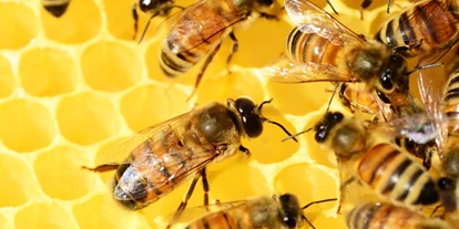 Reis met kinderen - Vättis - Bienenmuseum Immenhof Nenzing-Beschling