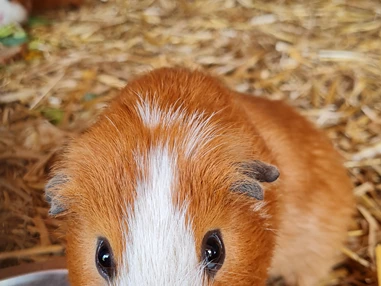 Ausflugsziel: Wildpark Aurach