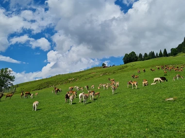 Ausflugsziel: Wildpark Aurach