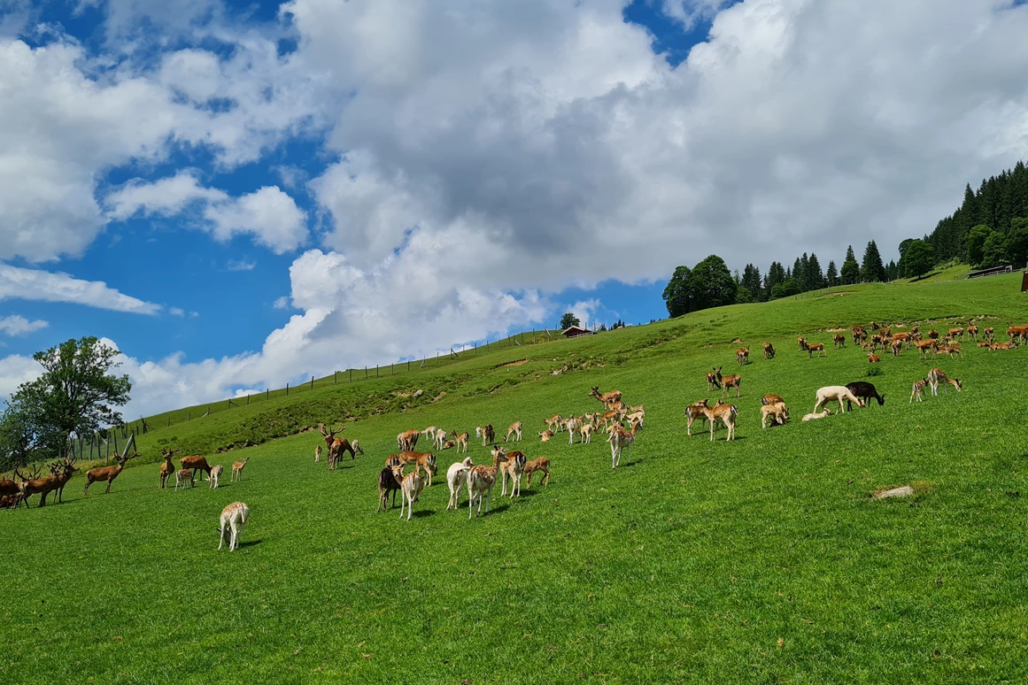 Ausflugsziel: Wildpark Aurach