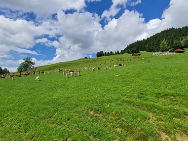 Ausflugsziel: Wildpark Aurach