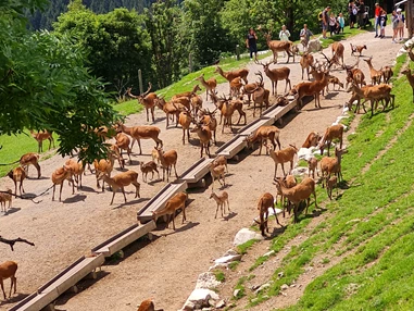 Ausflugsziel: Wildpark Aurach