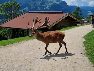 Ausflugsziel: Wildpark Aurach