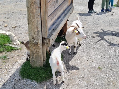 Ausflugsziel: Wildpark Aurach