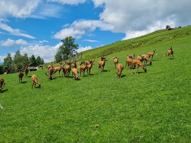 Ausflugsziel: Wildpark Aurach