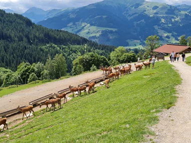 Ausflugsziel: Wildpark Aurach