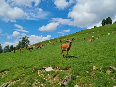 Ausflugsziel: Wildpark Aurach