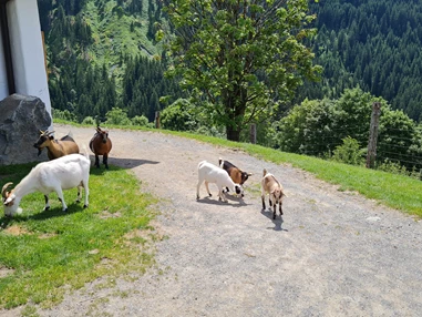 Ausflugsziel: Wildpark Aurach