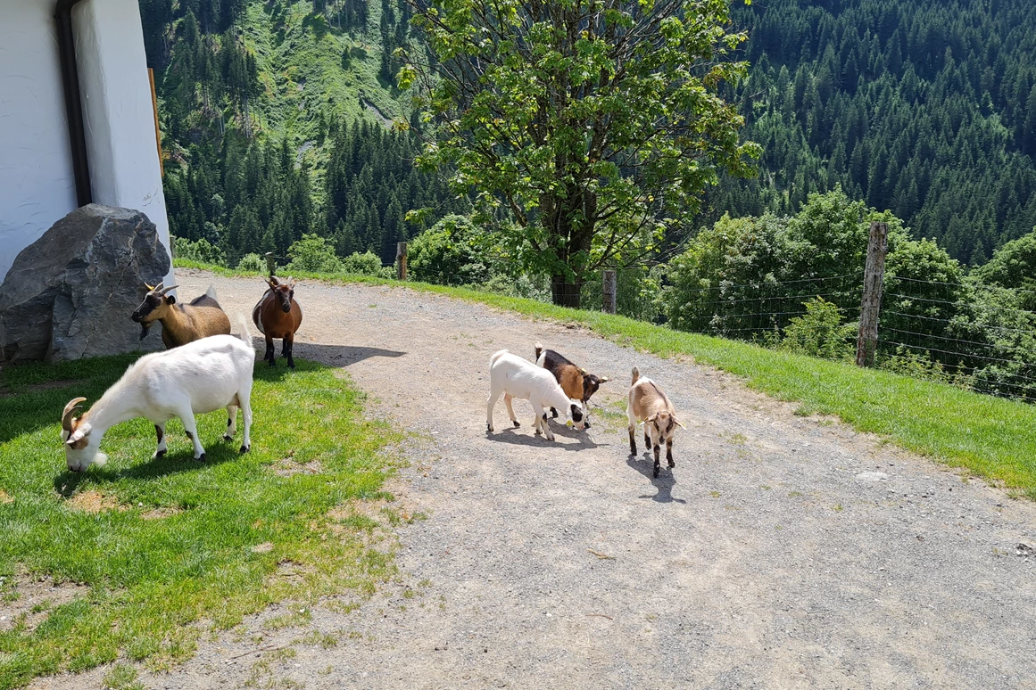 Ausflugsziel: Wildpark Aurach