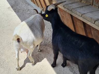 Ausflugsziel: Wildpark Aurach