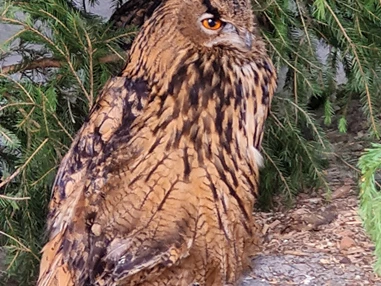 Ausflugsziel: Wildpark Aurach