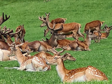 Ausflugsziel: Wildpark Aurach