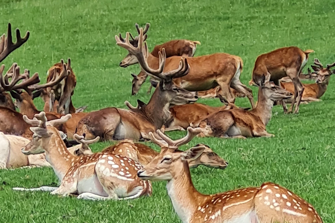 Ausflugsziel: Wildpark Aurach