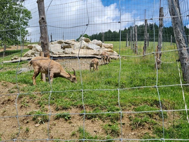 Ausflugsziel: Wildpark Aurach