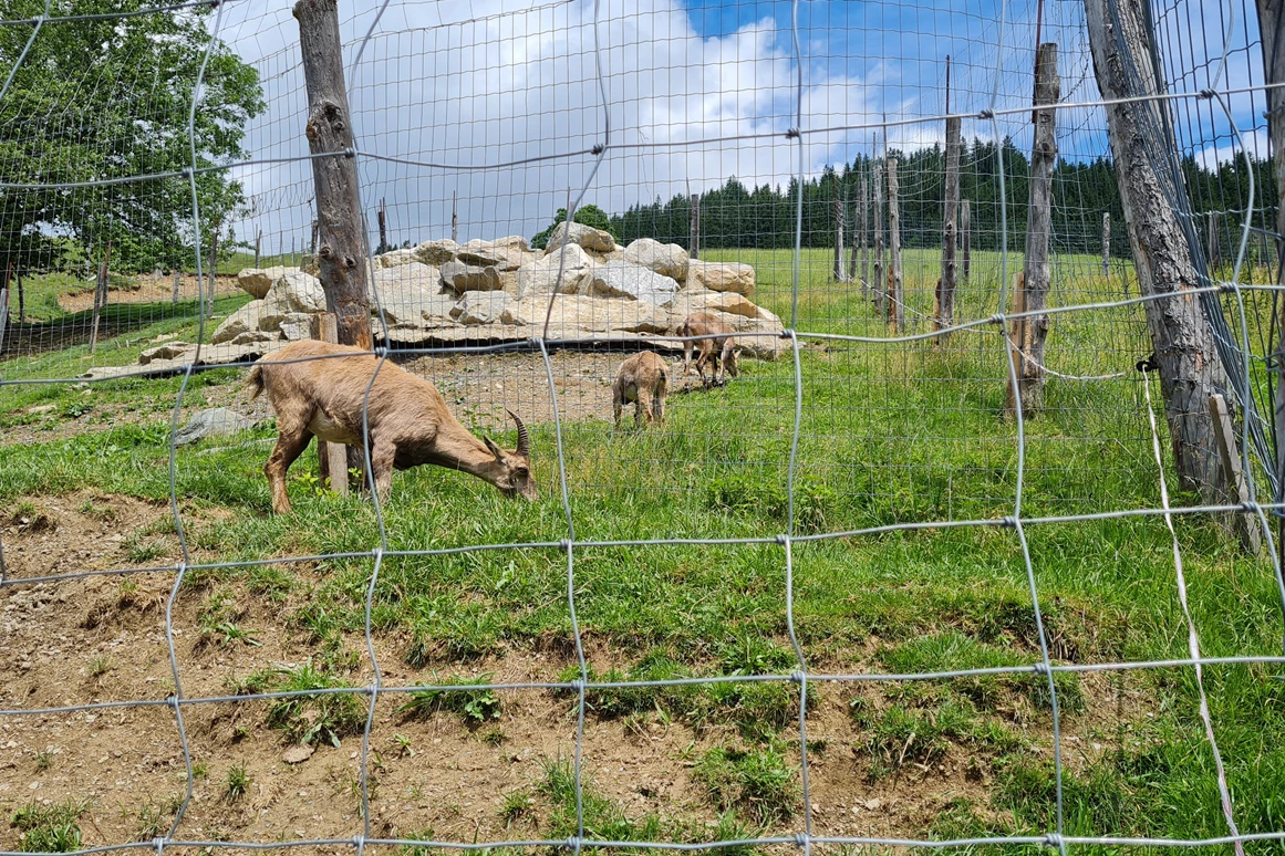 Ausflugsziel: Wildpark Aurach