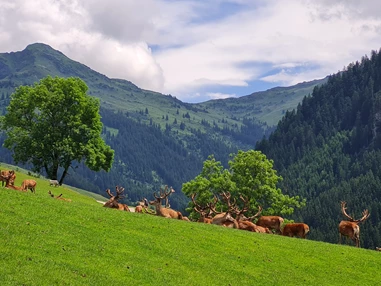 Ausflugsziel: Wildpark Aurach